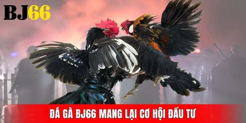Đá gà BJ66 mang lại cơ hội đầu tư