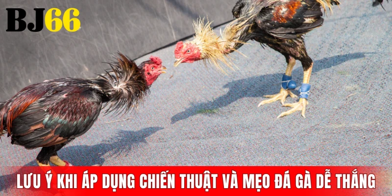 Lưu ý khi áp dụng chiến thuật và mẹo đá gà dễ thắng