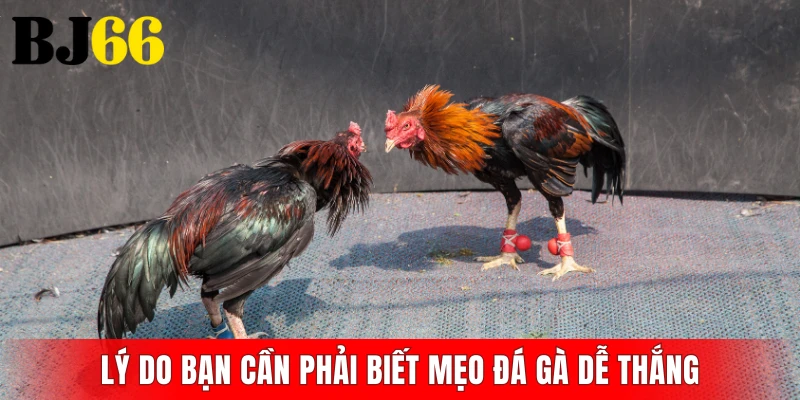 Lý do bạn cần phải biết mẹo đá gà dễ thắng