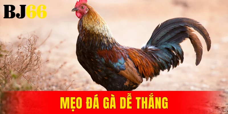 mẹo đá gà dễ thắng