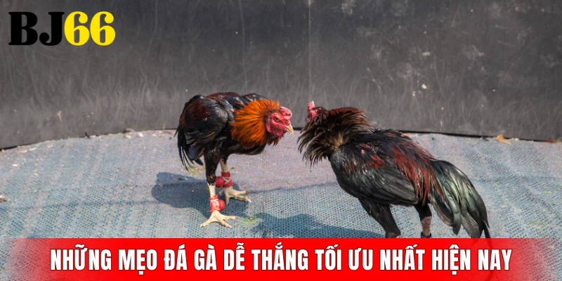 Những mẹo đá gà dễ thắng tối ưu nhất hiện nay