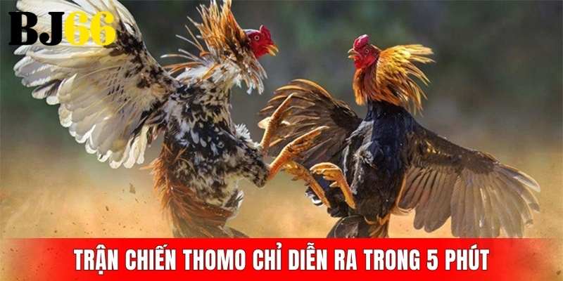 Trận chiến Thomo chỉ diễn ra trong 5 phút